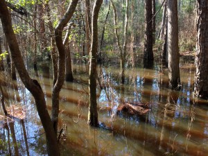 gatorcountry